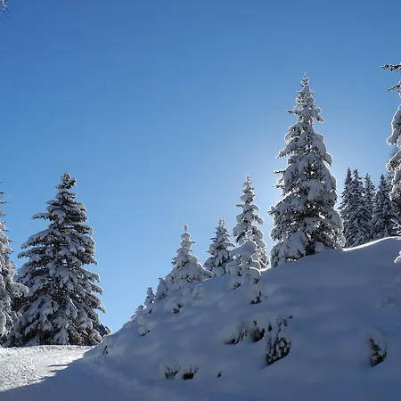 Shima-davos 3*