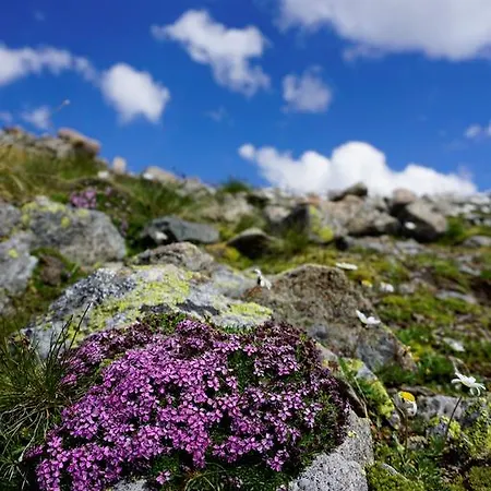 Shima-davos ダヴォス・プラッツ